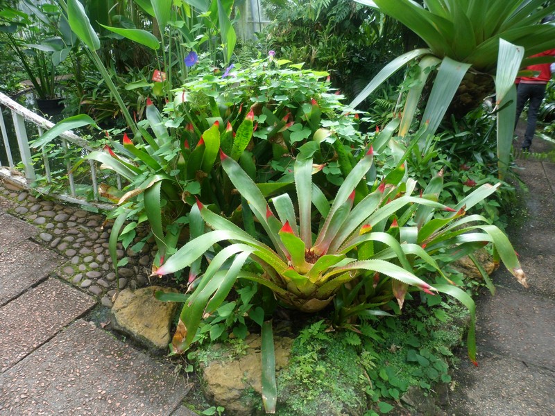 Botanic Visit 1