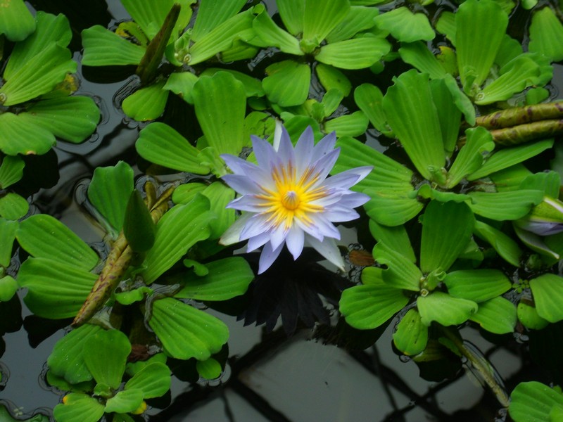 Botanic Visit 5