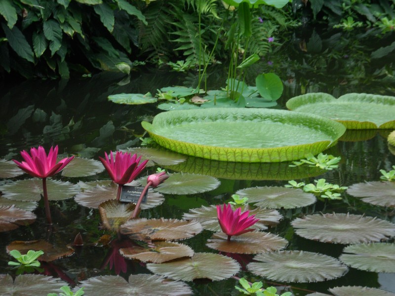 Botanic Visit 6